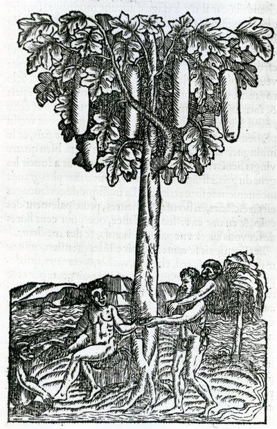 Raccolta degli alberi, illustrazione da Singularities of France Antarctique, di Andre de Thevet, 1558 da French School